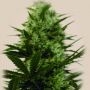 Langui Kush cbd Feminized Marijuana Strain by Kush Brothers For Sale Online at Cannabis Seeds Outlet