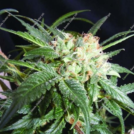 Malibu Feminized Marijuana Strain by Kush Brothers For Sale Online at Cannabis Seeds Outlet
