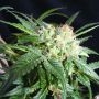 Malibu Feminized Marijuana Strain by Kush Brothers For Sale Online at Cannabis Seeds Outlet