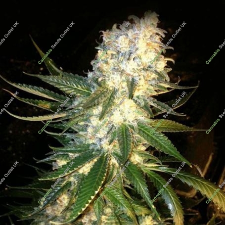 Mass Kush Feminized Marijuana Strain by Kush Brothers For Sale Online at Cannabis Seeds Outlet
