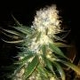 Mass Kush Feminized Marijuana Strain by Kush Brothers For Sale Online at Cannabis Seeds Outlet