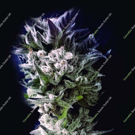 Petro $ OG Feminized Marijuana Strain by Kush Brothers For Sale Online at Cannabis Seeds Outlet