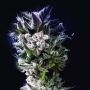 Petro $ OG Feminized Marijuana Strain by Kush Brothers For Sale Online at Cannabis Seeds Outlet