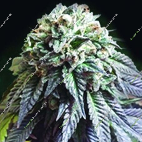 The Dark Side Feminized Marijuana Strain by Kush Brothers For Sale Online at Cannabis Seeds Outlet