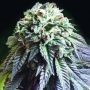 The Dark Side Feminized Marijuana Strain by Kush Brothers For Sale Online at Cannabis Seeds Outlet