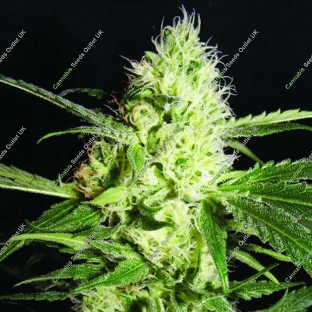 Yellow Stone Feminized Marijuana Strain by Kush Brothers For Sale Online at Cannabis Seeds Outlet