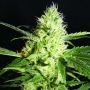 Yellow Stone Feminized Marijuana Strain by Kush Brothers For Sale Online at Cannabis Seeds Outlet