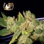 English OG Regular Marijuana Strain by Lady Sativa For Sale Online at Cannabis Seeds Outlet