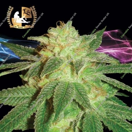 Kensington Kush Regular Marijuana Strain by Lady Sativa For Sale Online at Cannabis Seeds Outlet
