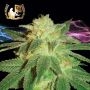 Kensington Kush Regular Marijuana Strain by Lady Sativa For Sale Online at Cannabis Seeds Outlet