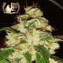 Knightsbridge OG Haze Regular Marijuana Strain by Lady Sativa For Sale Online at Cannabis Seeds Outlet