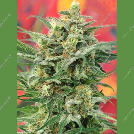 8 Miles High Regular Marijuana Strain by Mandala Seeds For Sale Online at Cannabis Seeds Outlet