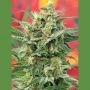 8 Miles High Regular Marijuana Strain by Mandala Seeds For Sale Online at Cannabis Seeds Outlet