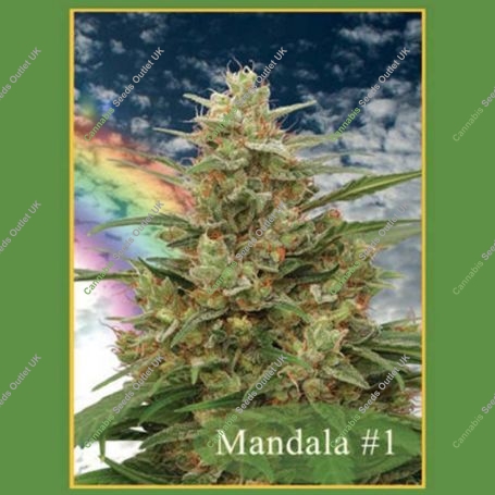 No.1 Regular Marijuana Strain by Mandala Seeds For Sale Online at Cannabis Seeds Outlet
