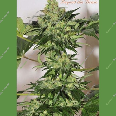 Beyond the Brain Regular Marijuana Strain by Mandala Seeds For Sale Online at Cannabis Seeds Outlet