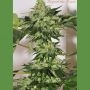 Beyond the Brain Regular Marijuana Strain by Mandala Seeds For Sale Online at Cannabis Seeds Outlet