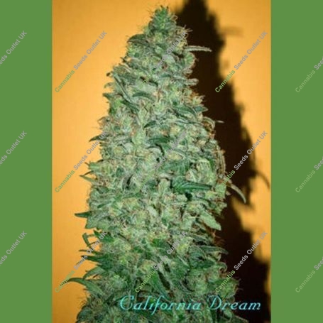 California Dream Feminized Marijuana Strain by Mandala Seeds For Sale Online at Cannabis Seeds Outlet