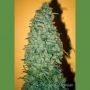 California Dream Feminized Marijuana Strain by Mandala Seeds For Sale Online at Cannabis Seeds Outlet