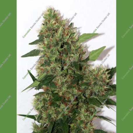 Chill-OM Regular Marijuana Strain by Mandala Seeds For Sale Online at Cannabis Seeds Outlet