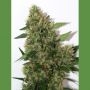 Chill-OM Regular Marijuana Strain by Mandala Seeds For Sale Online at Cannabis Seeds Outlet