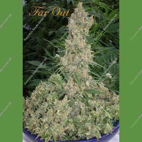 Far Out Feminized Marijuana Strain by Mandala Seeds For Sale Online at Cannabis Seeds Outlet