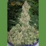 Far Out Feminized Marijuana Strain by Mandala Seeds For Sale Online at Cannabis Seeds Outlet