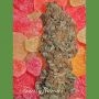 Fruitylicious Feminized Marijuana Strain by Mandala Seeds For Sale Online at Cannabis Seeds Outlet