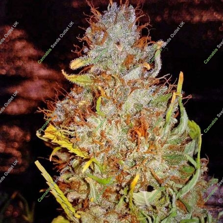 Ganesh Regular Marijuana Strain by Mandala Seeds For Sale Online at Cannabis Seeds Outlet