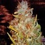 Ganesh Regular Marijuana Strain by Mandala Seeds For Sale Online at Cannabis Seeds Outlet
