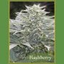 Hashberry Regular Marijuana Strain by Mandala Seeds For Sale Online at Cannabis Seeds Outlet