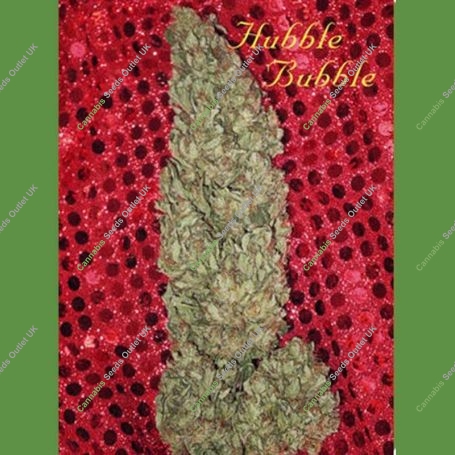 Hubble Bubble Feminized Marijuana Strain by Mandala Seeds For Sale Online at Cannabis Seeds Outlet