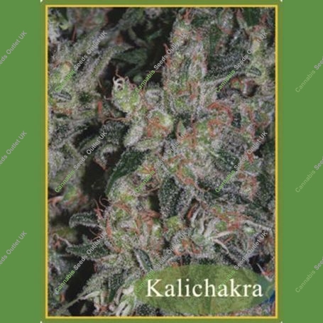 Kalichakra Regular Marijuana Strain by Mandala Seeds For Sale Online at Cannabis Seeds Outlet