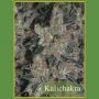 Kalichakra Regular Marijuana Strain by Mandala Seeds For Sale Online at Cannabis Seeds Outlet