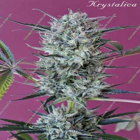 Krystalica Regular Marijuana Strain by Mandala Seeds For Sale Online at Cannabis Seeds Outlet