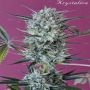 Krystalica Regular Marijuana Strain by Mandala Seeds For Sale Online at Cannabis Seeds Outlet