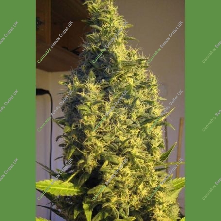 Point of No Return Regular Marijuana Strain by Mandala Seeds For Sale Online at Cannabis Seeds Outlet