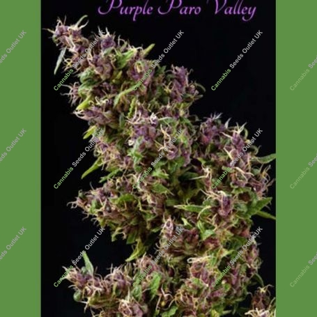 Purple Paro Valley Feminized Marijuana Strain by Mandala Seeds For Sale Online at Cannabis Seeds Outlet