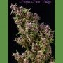 Purple Paro Valley Feminized Marijuana Strain by Mandala Seeds For Sale Online at Cannabis Seeds Outlet