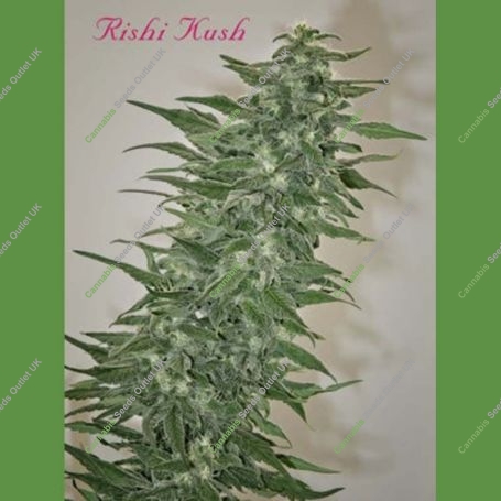 Rishi Kush Regular Marijuana Strain by Mandala Seeds For Sale Online at Cannabis Seeds Outlet