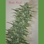 Rishi Kush Regular Marijuana Strain by Mandala Seeds For Sale Online at Cannabis Seeds Outlet