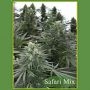 Safari Mix Regular Marijuana Strain by Mandala Seeds For Sale Online at Cannabis Seeds Outlet