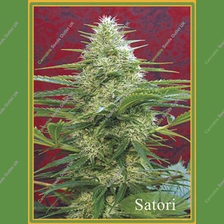 Satori Regular Marijuana Strain by Mandala Seeds For Sale Online at Cannabis Seeds Outlet