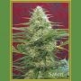 Satori Regular Marijuana Strain by Mandala Seeds For Sale Online at Cannabis Seeds Outlet