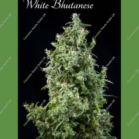White Bhutanese Feminized Marijuana Strain by Mandala Seeds For Sale Online at Cannabis Seeds Outlet