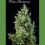 White Bhutanese Feminized Marijuana Strain by Mandala Seeds For Sale Online at Cannabis Seeds Outlet