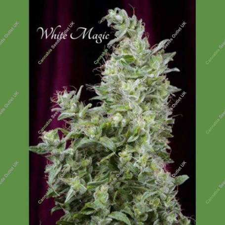 White Magic Feminized Marijuana Strain by Mandala Seeds For Sale Online at Cannabis Seeds Outlet
