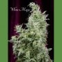 White Magic Feminized Marijuana Strain by Mandala Seeds For Sale Online at Cannabis Seeds Outlet