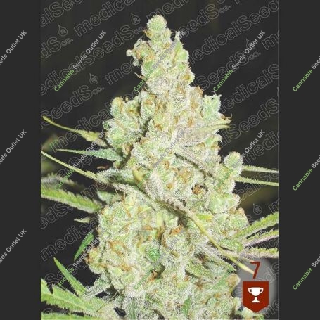 1024 Feminized Marijuana Strain by Medical Seeds Co For Sale Online at Cannabis Seeds Outlet