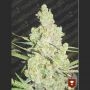 1024 Feminized Marijuana Strain by Medical Seeds Co For Sale Online at Cannabis Seeds Outlet