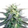 Blueberry Headband Feminized Marijuana Strain by Our Own Weed Breeders For Sale Online at Cannabis Seeds Outlet